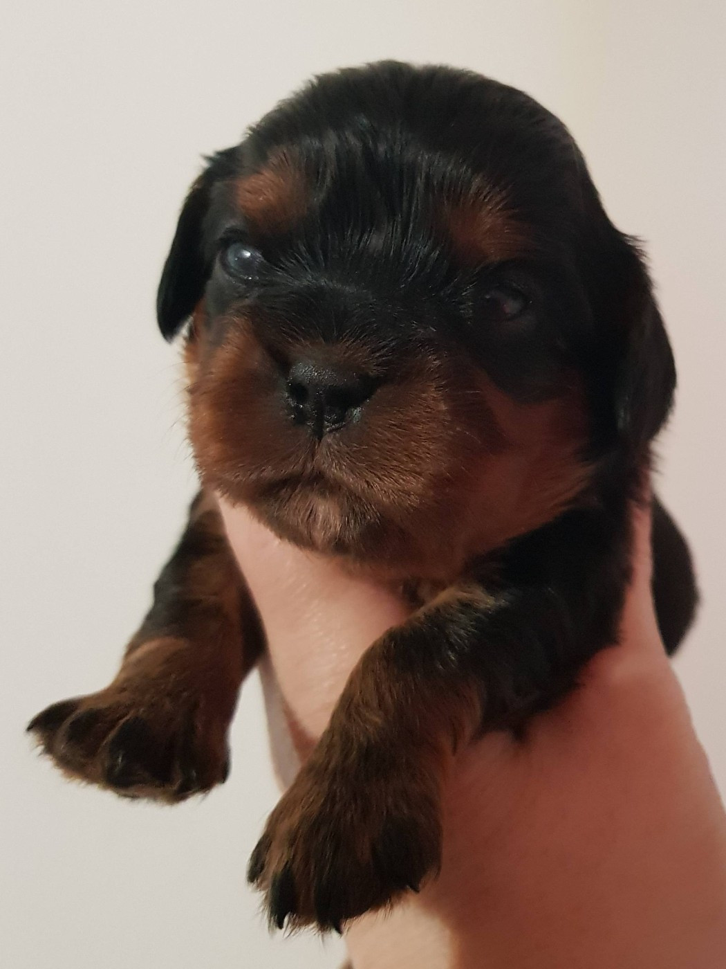 des petits Anges de Sophie - Chiots disponibles - Cavalier King Charles Spaniel