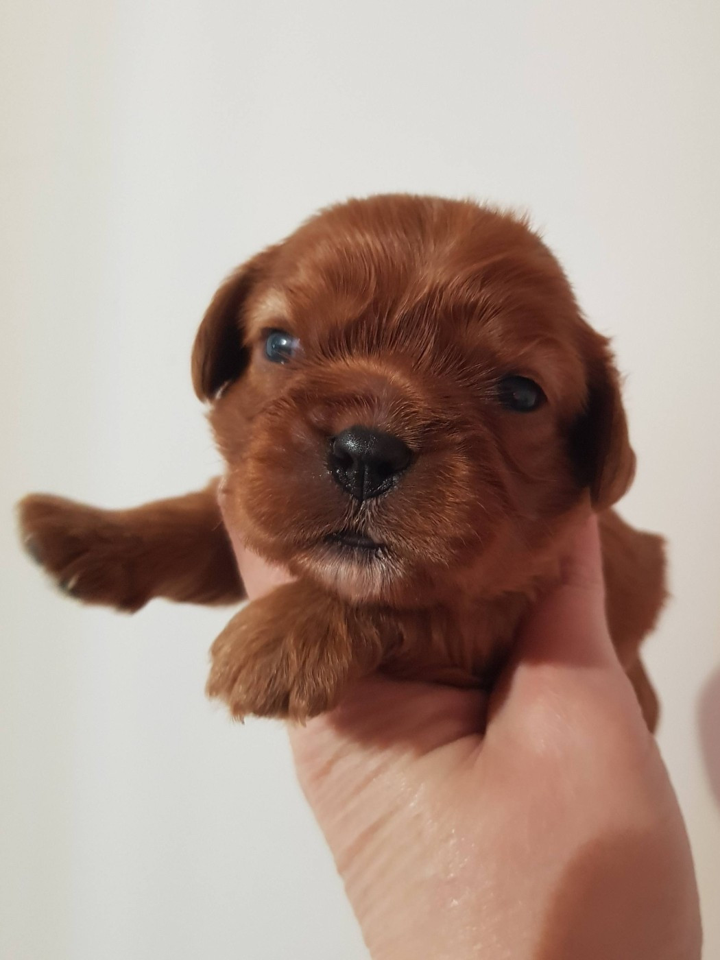des petits Anges de Sophie - Chiots disponibles - Cavalier King Charles Spaniel