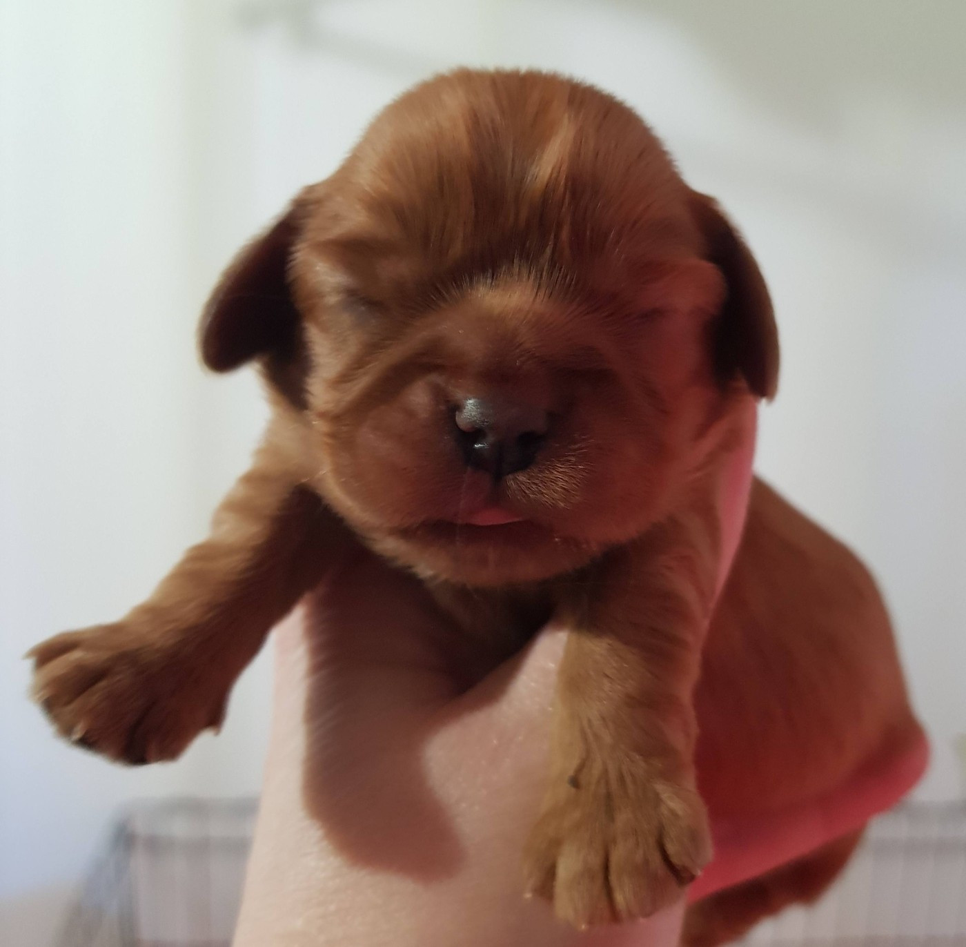 des petits Anges de Sophie - Chiots disponibles - Cavalier King Charles Spaniel