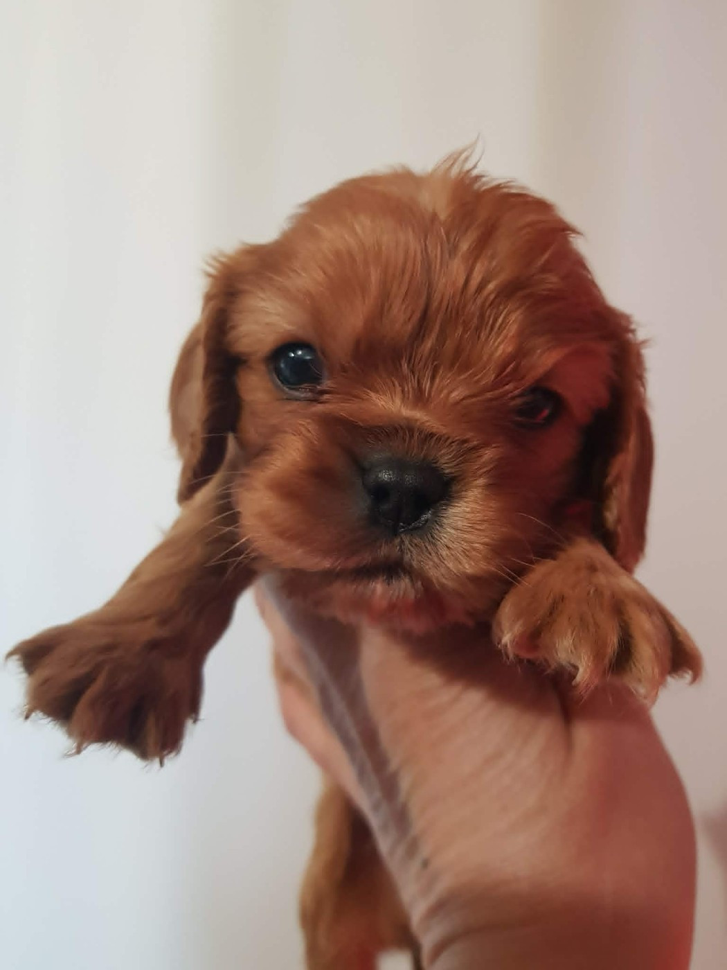 des petits Anges de Sophie - Chiots disponibles - Cavalier King Charles Spaniel