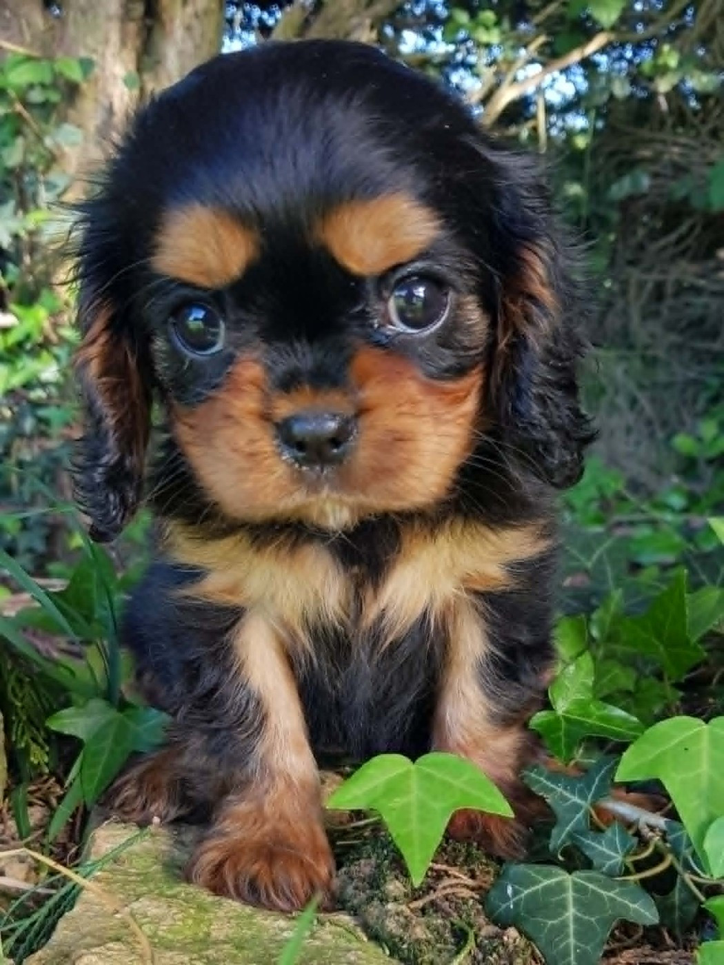 des petits Anges de Sophie - Chiots disponibles - Cavalier King Charles Spaniel