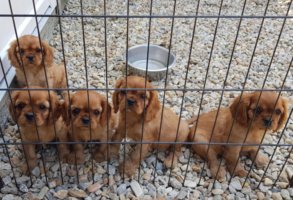 des petits Anges de Sophie - Cavalier King Charles Spaniel - Portée née le 20/05/2025