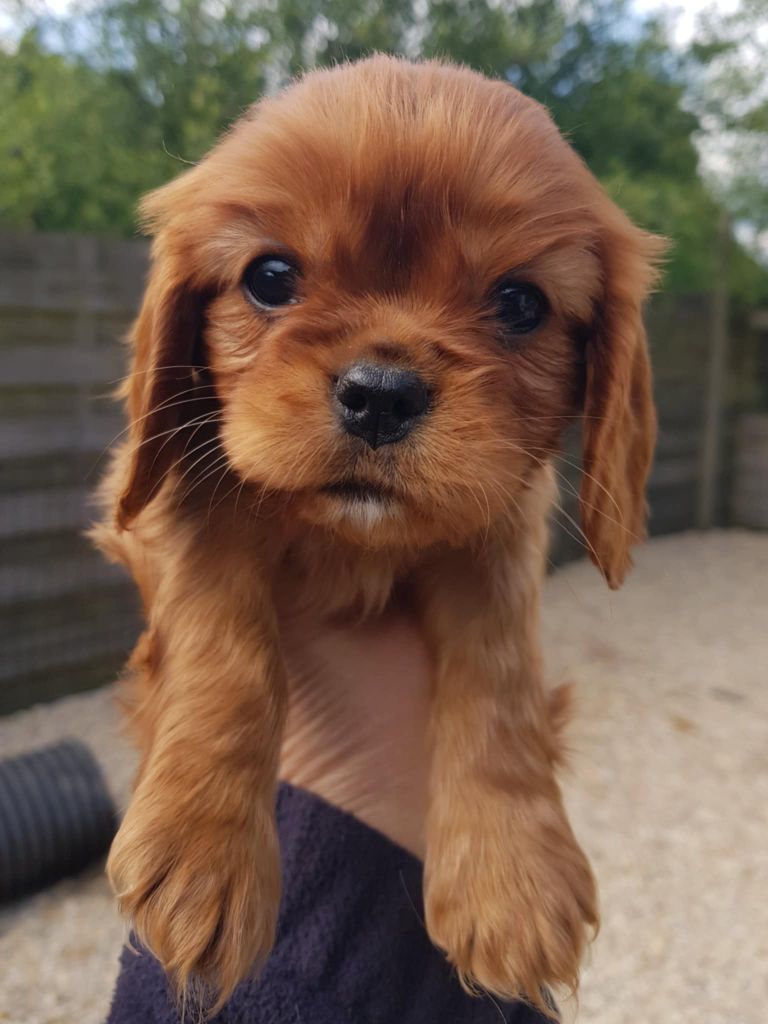 des petits Anges de Sophie - Chiots disponibles - Cavalier King Charles Spaniel