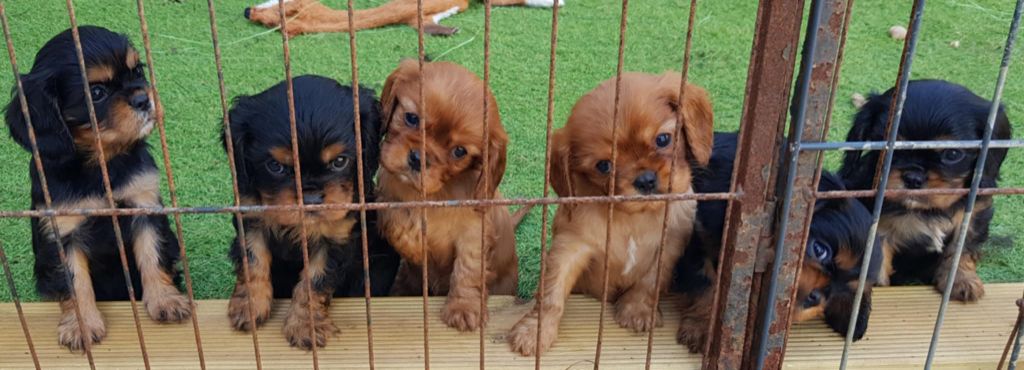 Chiot Cavalier King Charles Spaniel des petits Anges de Sophie