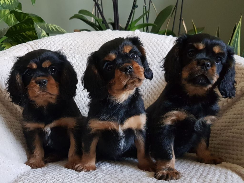 des petits Anges de Sophie - Cavalier King Charles Spaniel - Portée née le 05/04/2022