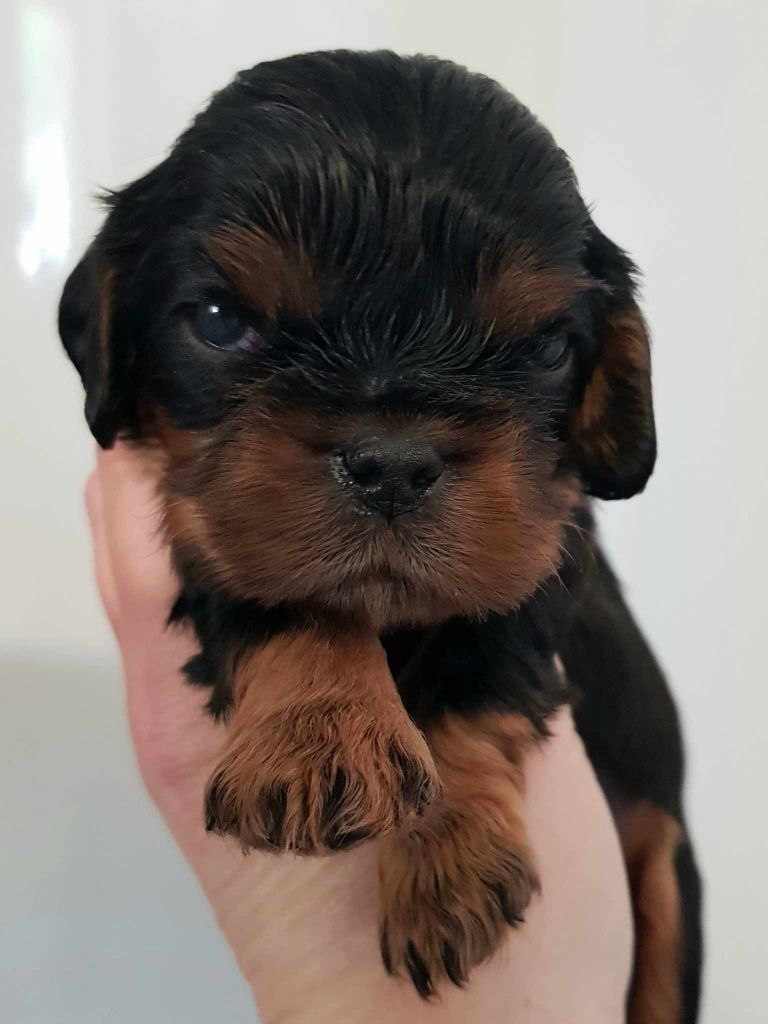 des petits Anges de Sophie - Chiots disponibles - Cavalier King Charles Spaniel