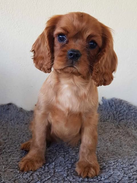 des petits Anges de Sophie - Cavalier King Charles Spaniel - Portée née le 22/09/2024