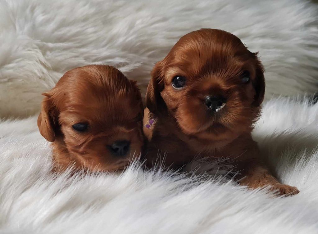 des petits Anges de Sophie - Cavalier King Charles Spaniel - Portée née le 27/07/2024