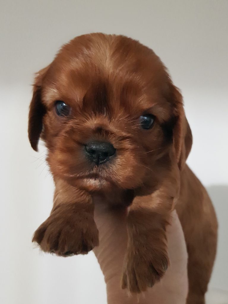 des petits Anges de Sophie - Chiots disponibles - Cavalier King Charles Spaniel