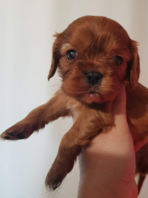 CHIOT 1