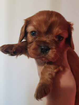 CHIOT 2