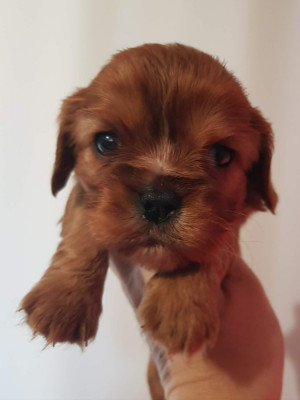 CHIOT 3
