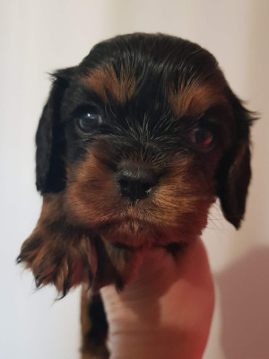 CHIOT 4