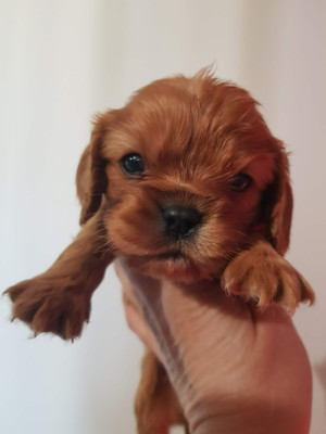 CHIOT 5