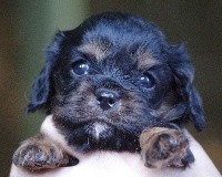 Oxane Des Petits Anges De Sophie