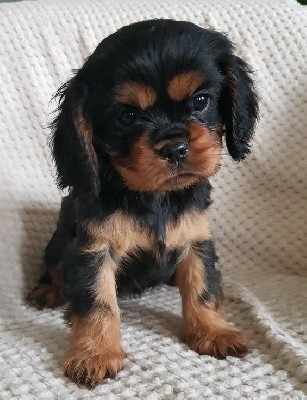 Thella Enfin Des Petits Anges De Sophie