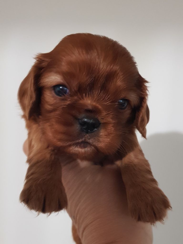 des petits Anges de Sophie - Chiots disponibles - Cavalier King Charles Spaniel