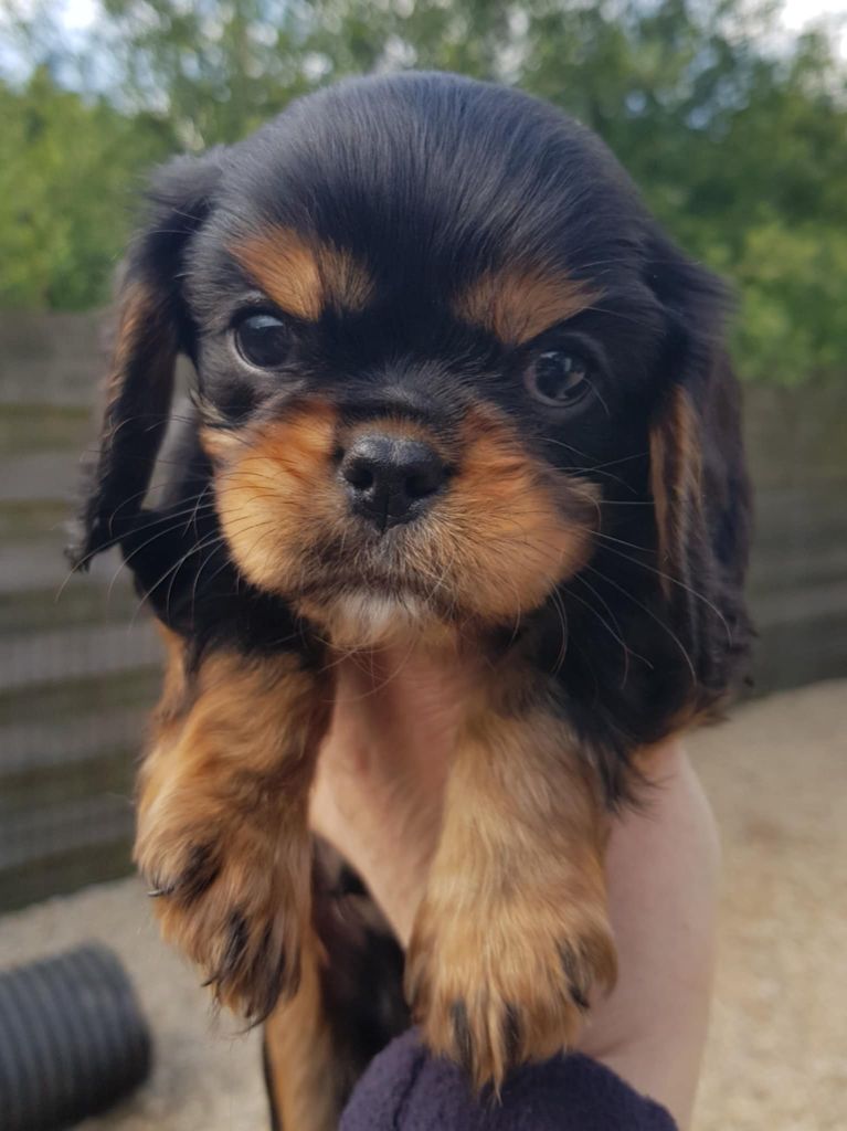 des petits Anges de Sophie - Chiots disponibles - Cavalier King Charles Spaniel