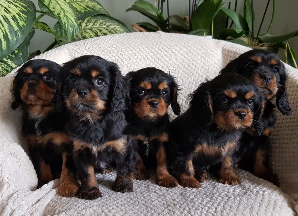 des petits Anges de Sophie - Cavalier King Charles Spaniel - Portée née le 28/01/2022