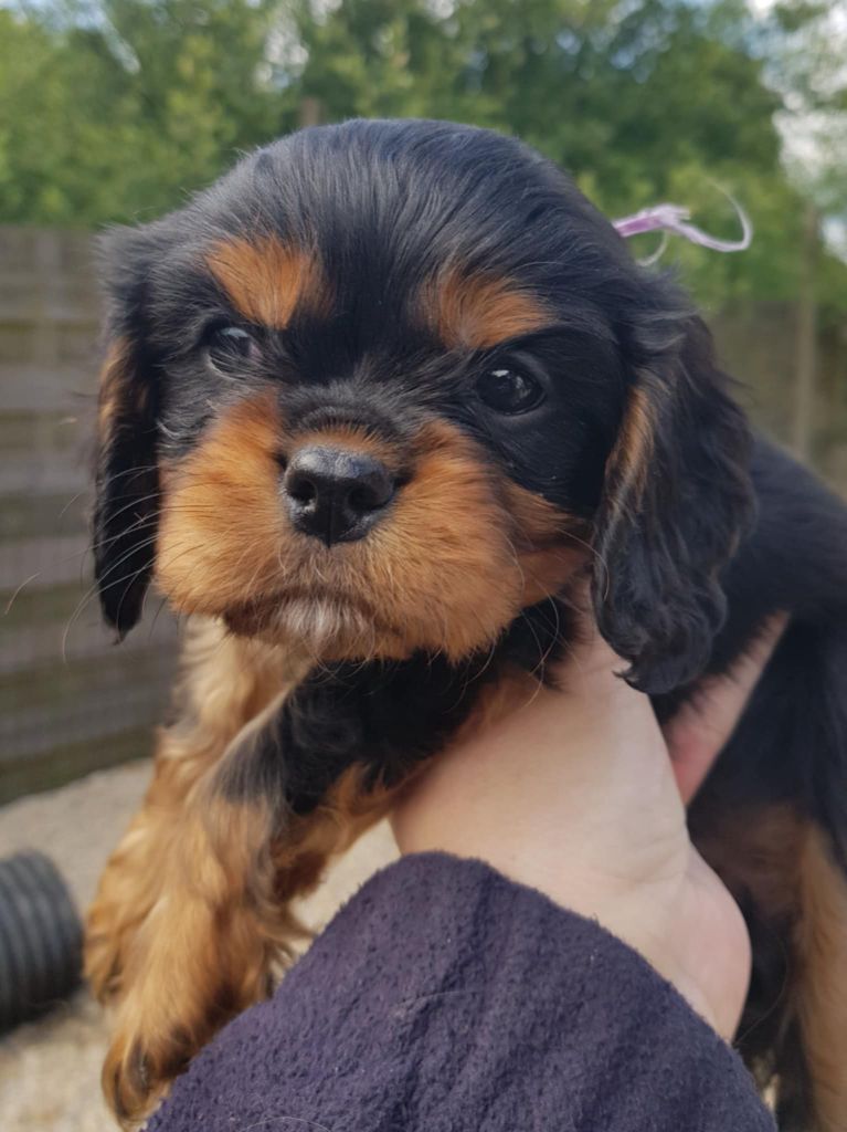 des petits Anges de Sophie - Chiots disponibles - Cavalier King Charles Spaniel