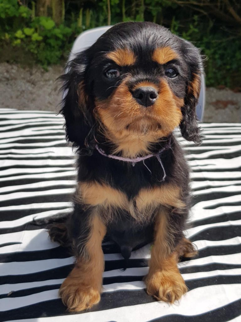 des petits Anges de Sophie - Chiots disponibles - Cavalier King Charles Spaniel