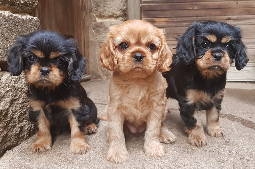 des petits Anges de Sophie - Cavalier King Charles Spaniel - Portée née le 01/07/2022