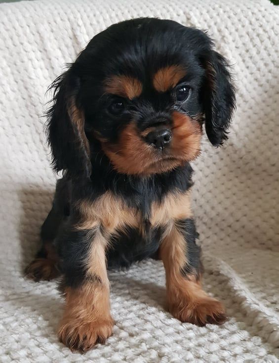 des petits Anges de Sophie - Cavalier King Charles Spaniel - Portée née le 01/01/2022