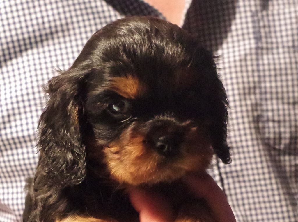 des petits Anges de Sophie - Cavalier King Charles Spaniel - Portée née le 22/04/2017