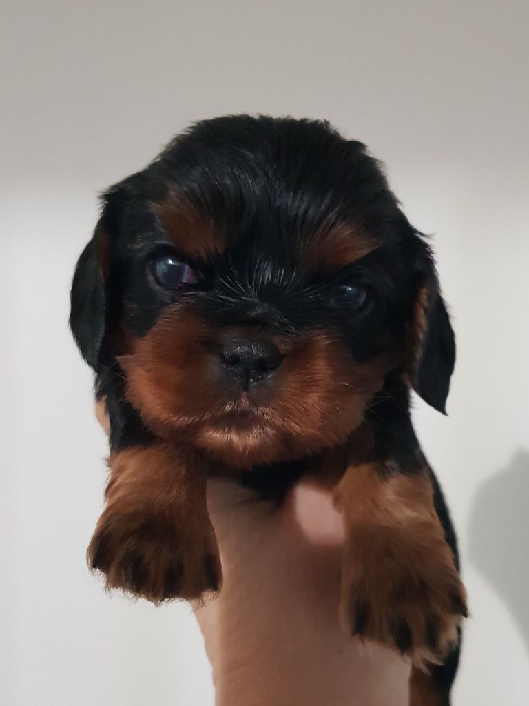 des petits Anges de Sophie - Chiots disponibles - Cavalier King Charles Spaniel